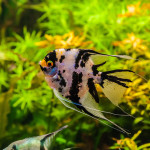 the African Cichlid